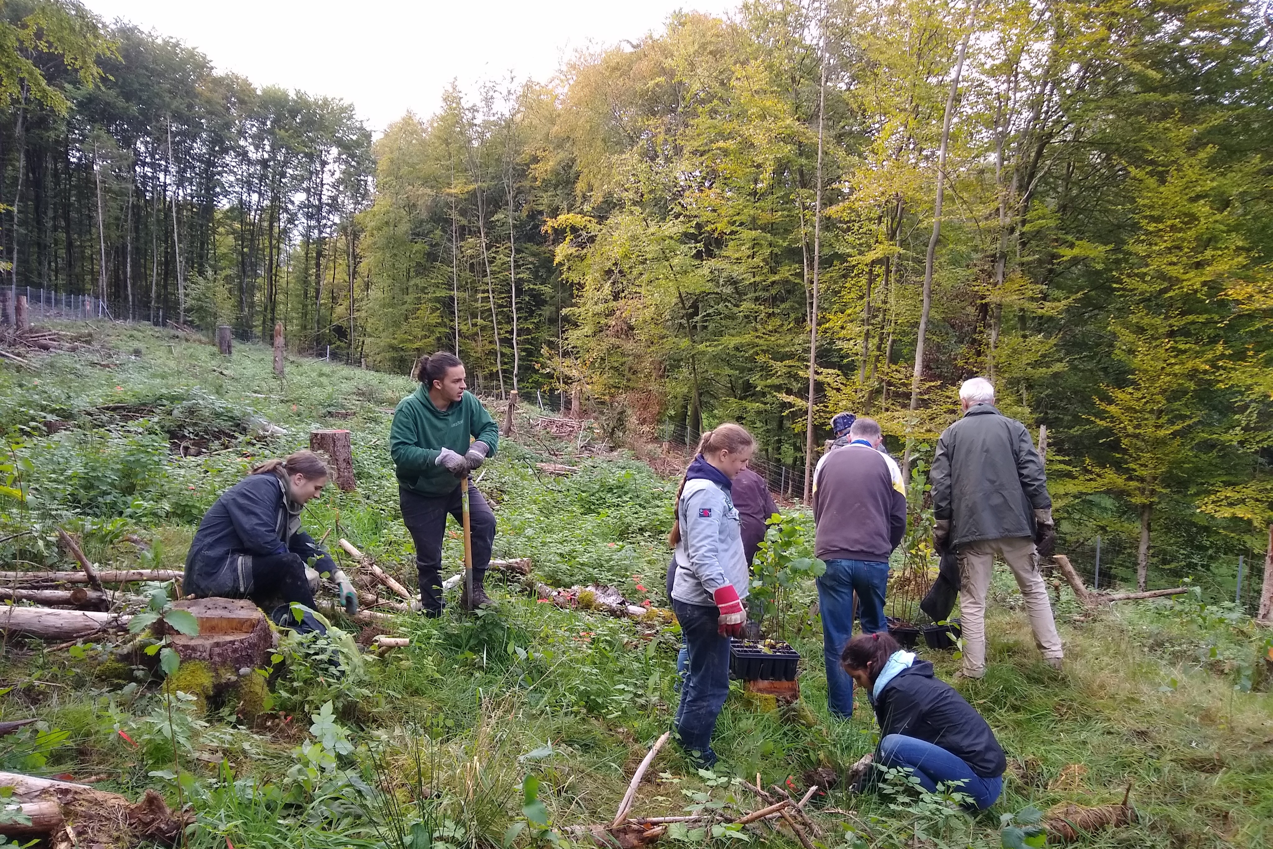 Mehrere Personen im Wald beim Pflanzen von Baumsetzlingen