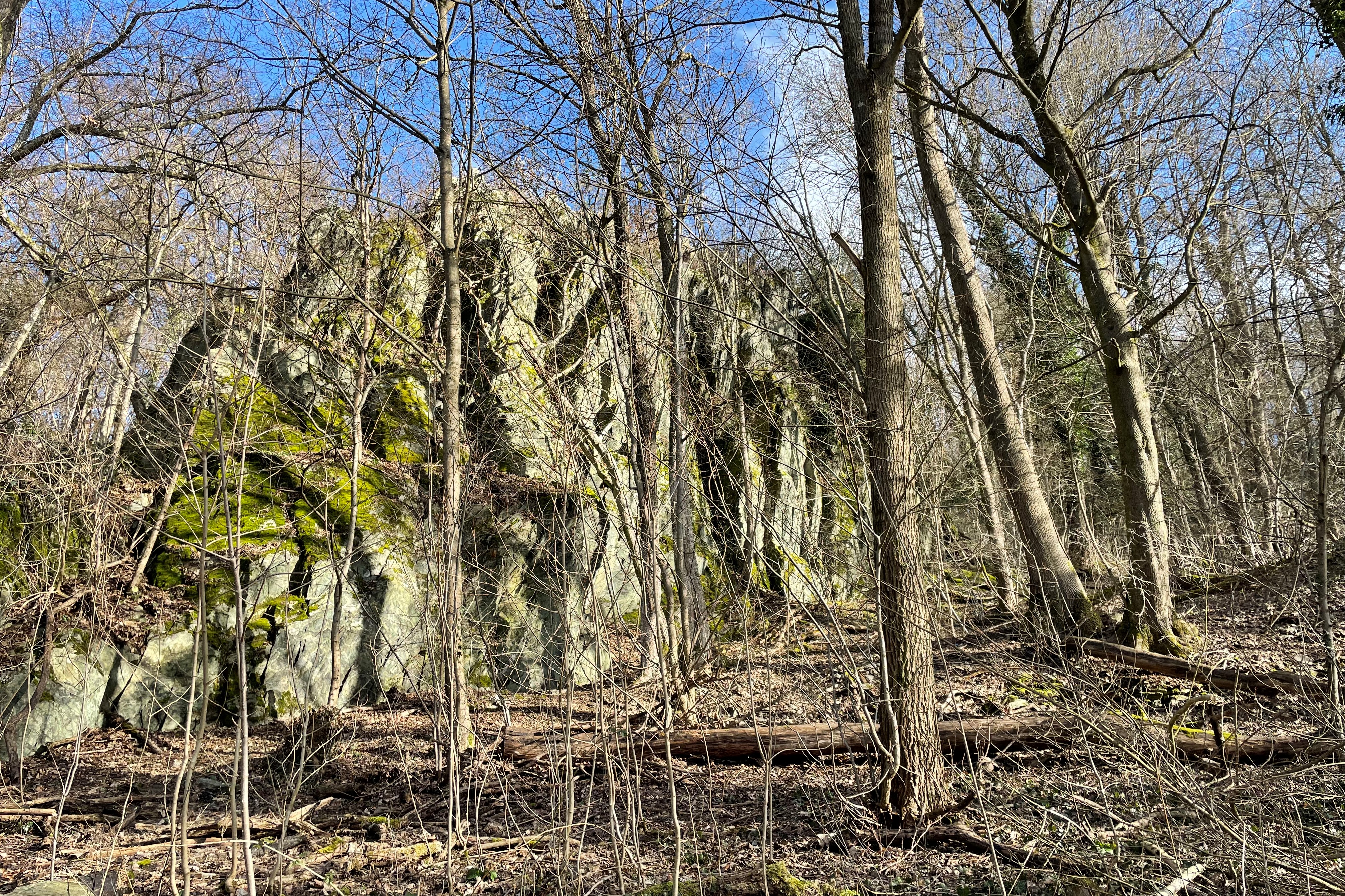 Aufnahme im Wald