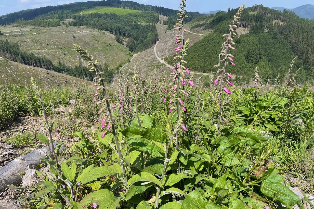 Wanderung um Schmallenberg