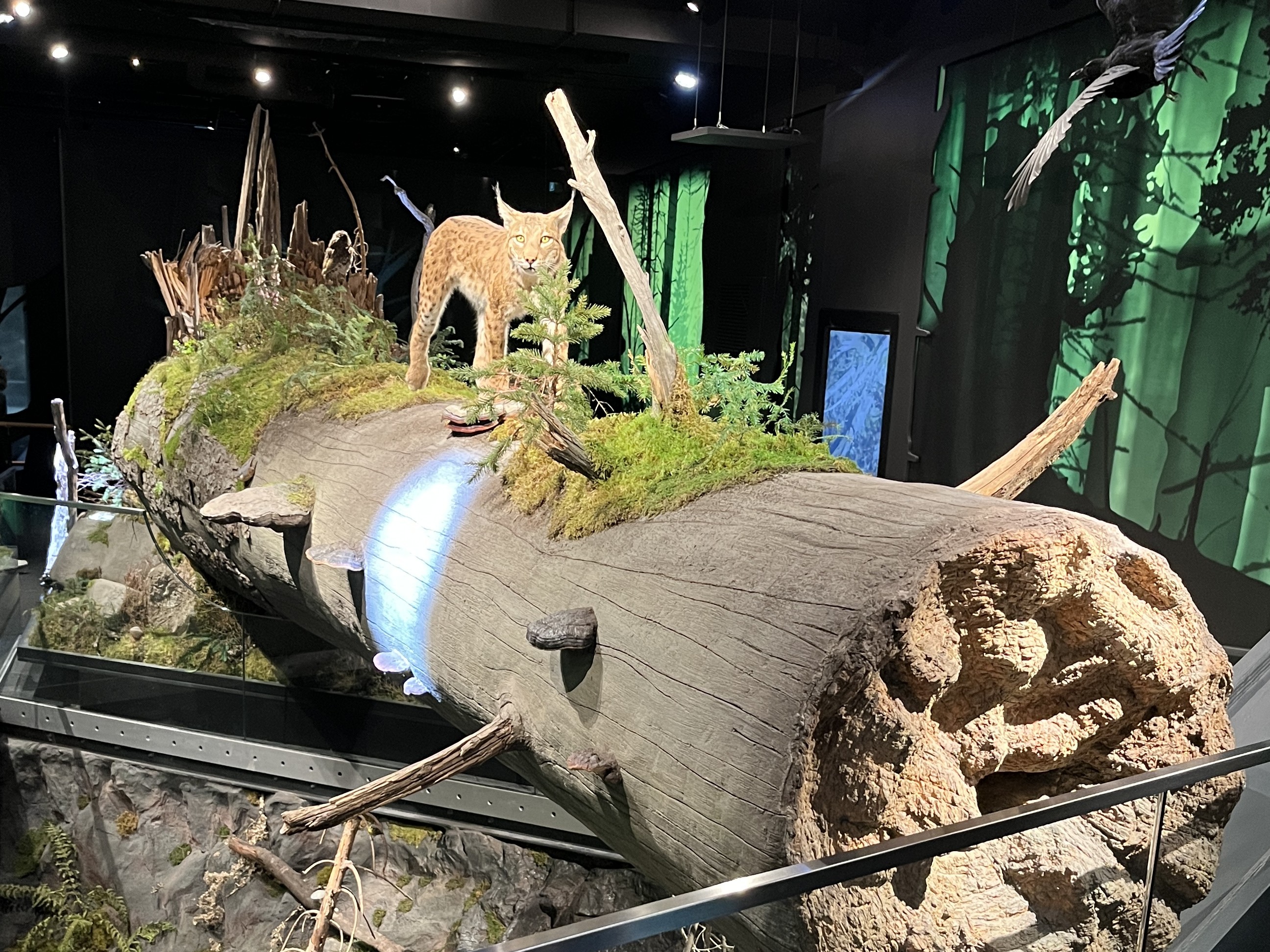 Der Wald und seine Tiere