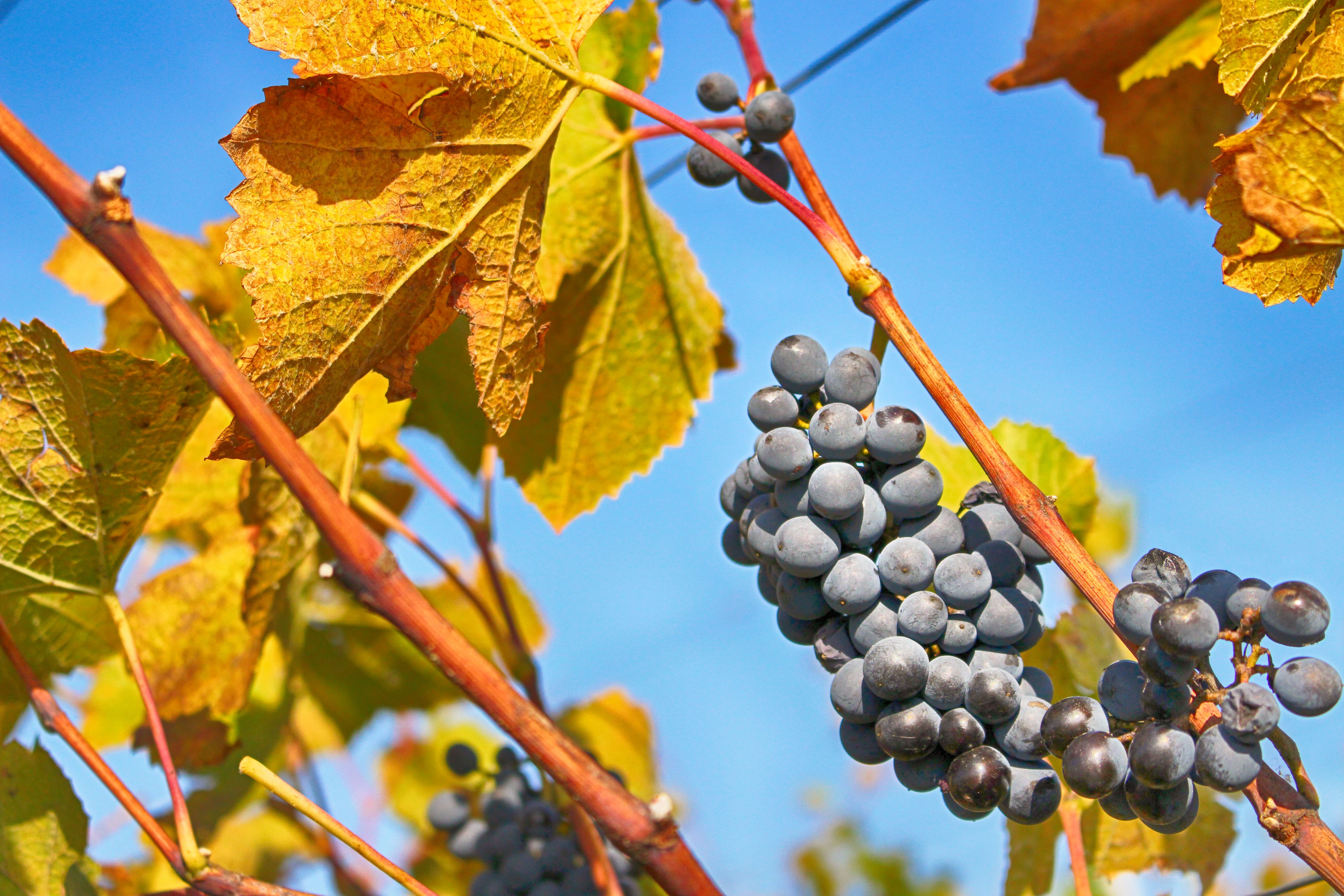 Weinreben mit Blättern am Stock