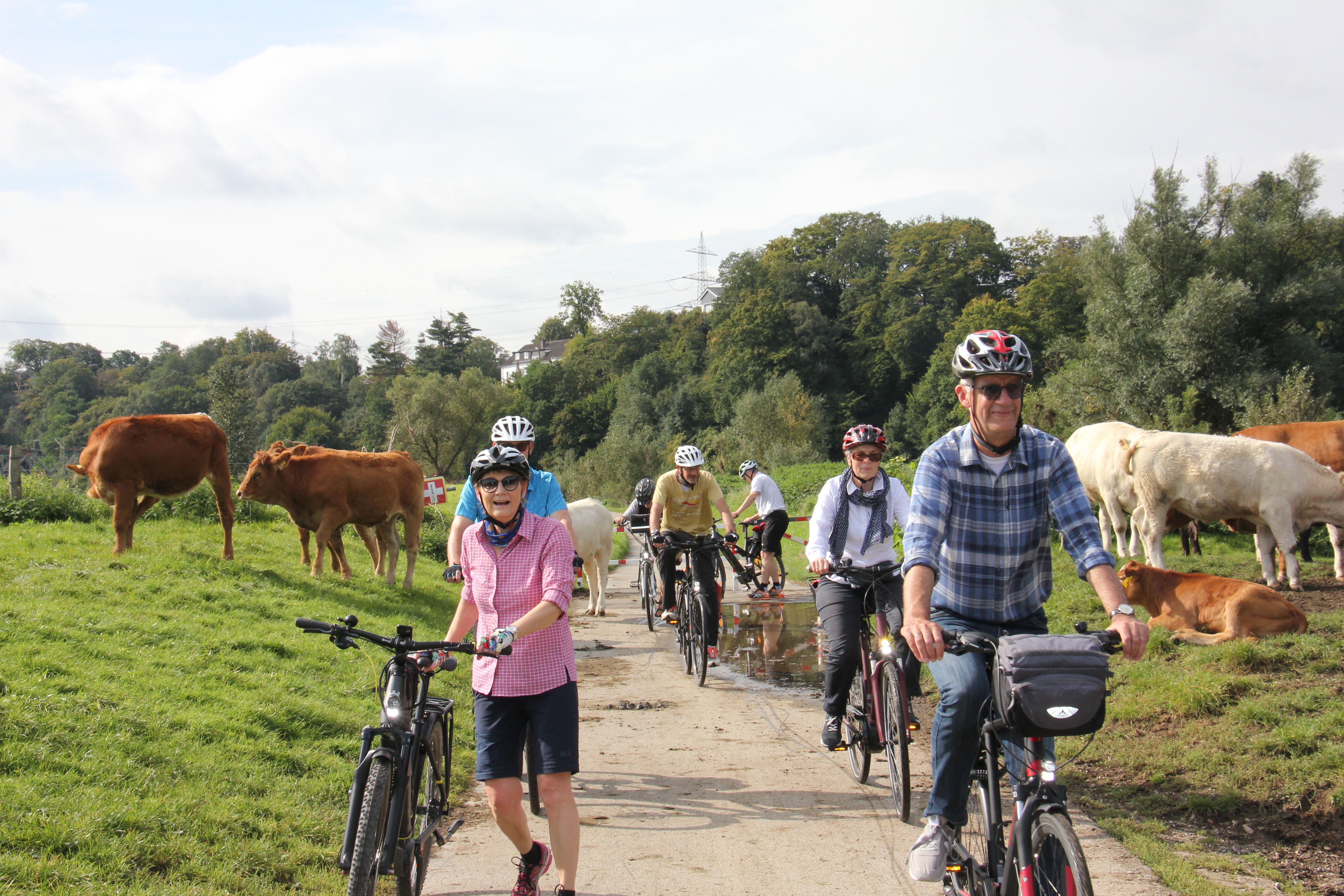 Radfahrer unser Gruppe zwischen Kühen, die den Weg säumten