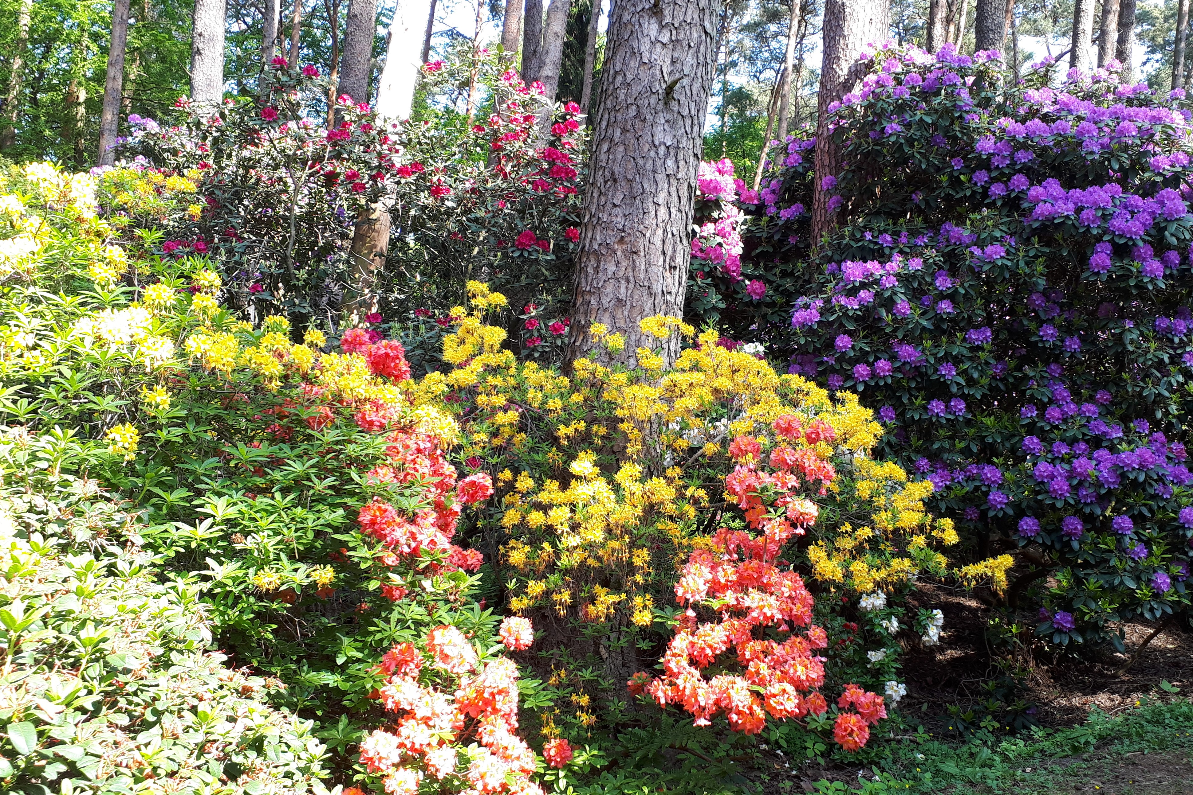 große Rhododendronbüsche in unterschiedlichen Farben