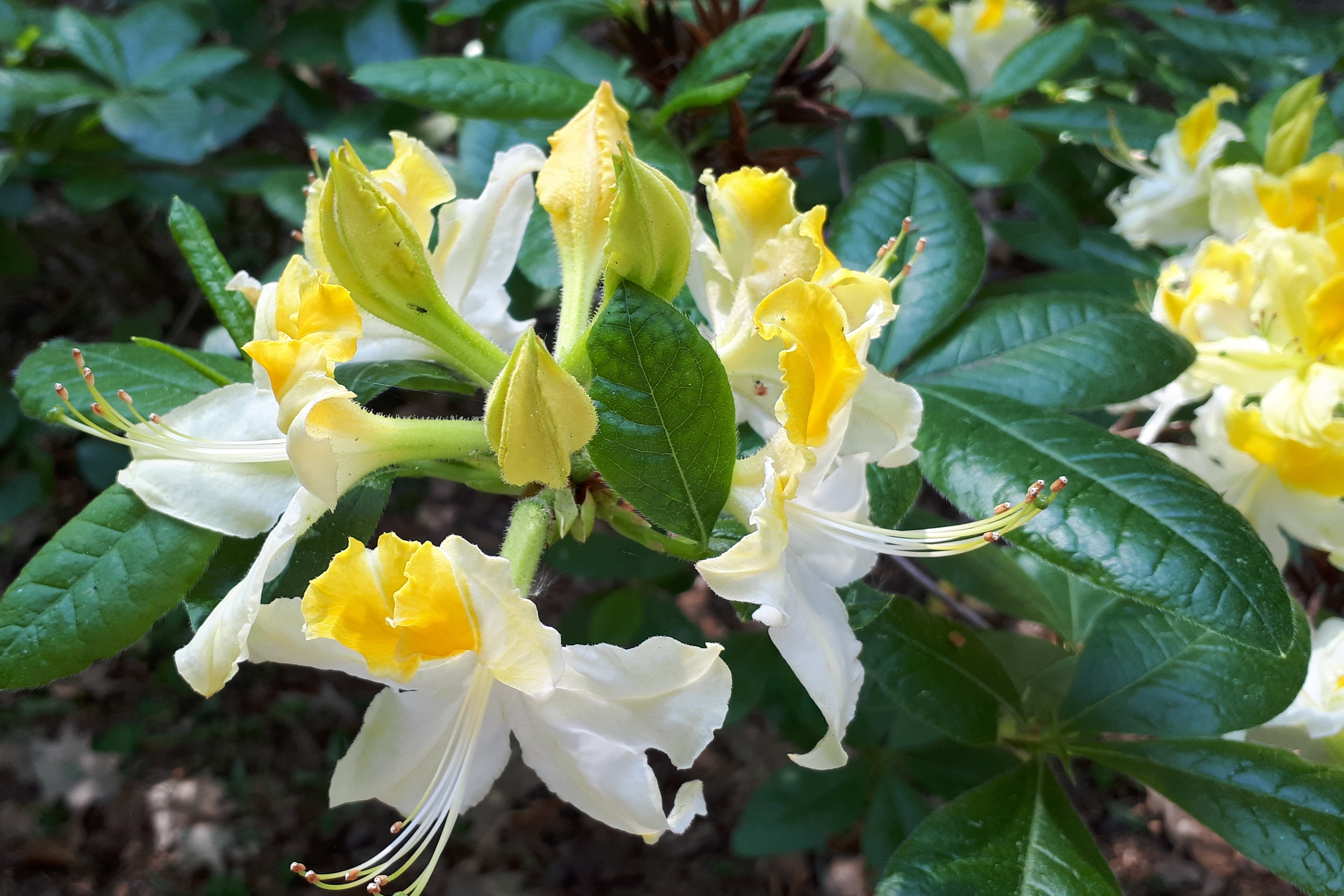 Einzelne Rhododendron Blüte